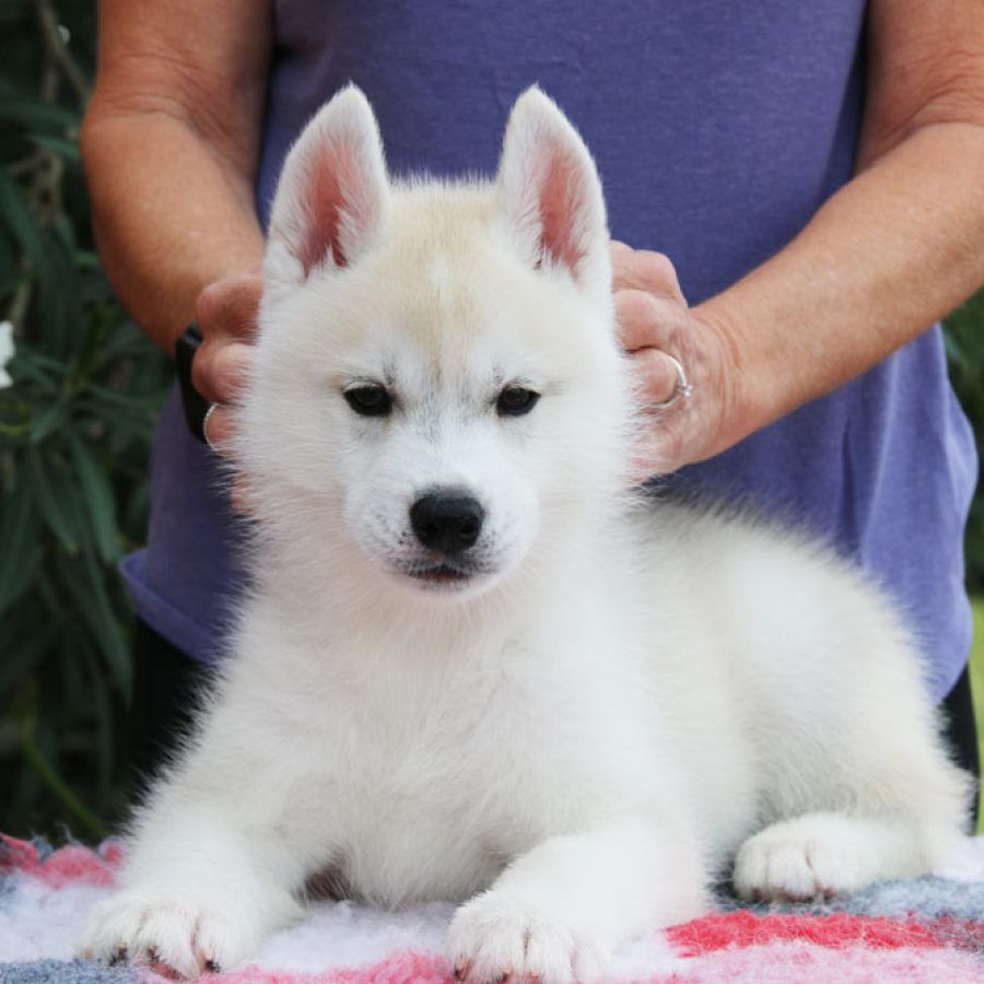 01-chiot-disponible-male-octobre-2026