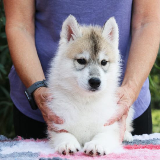 02-chiot-disponible-male-octobre-2026