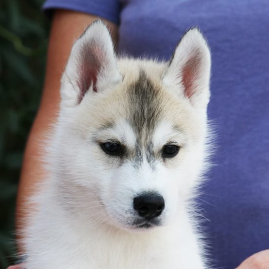 03-chiot-disponible-male-octobre-2026