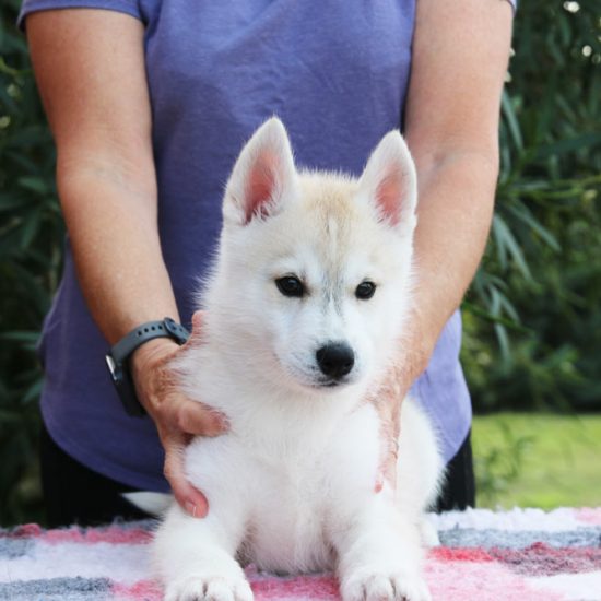 04-chiot-disponible-male-octobre-2026