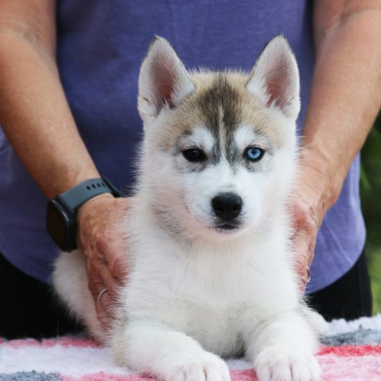 05-chiot-disponible-femelle-octobre-2026