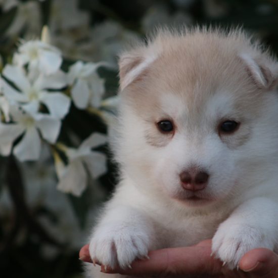 chiots-femelle-disponibles-Femelle-06-2026