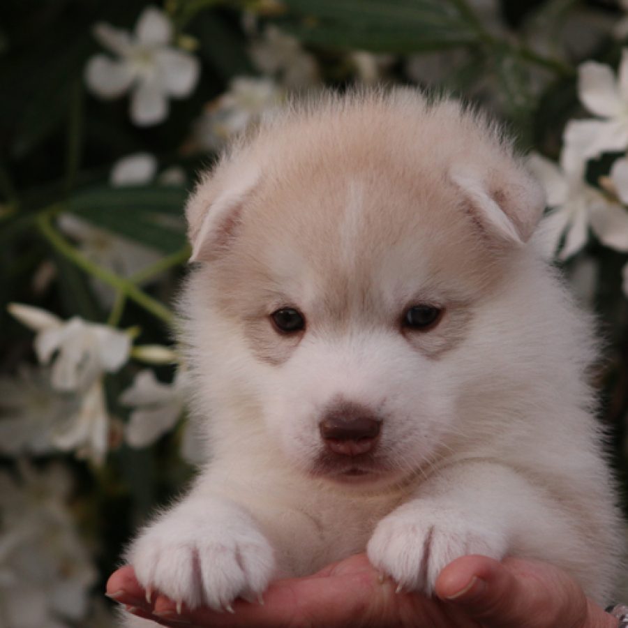 chiots-males-disponibles-Femelle-06-2026