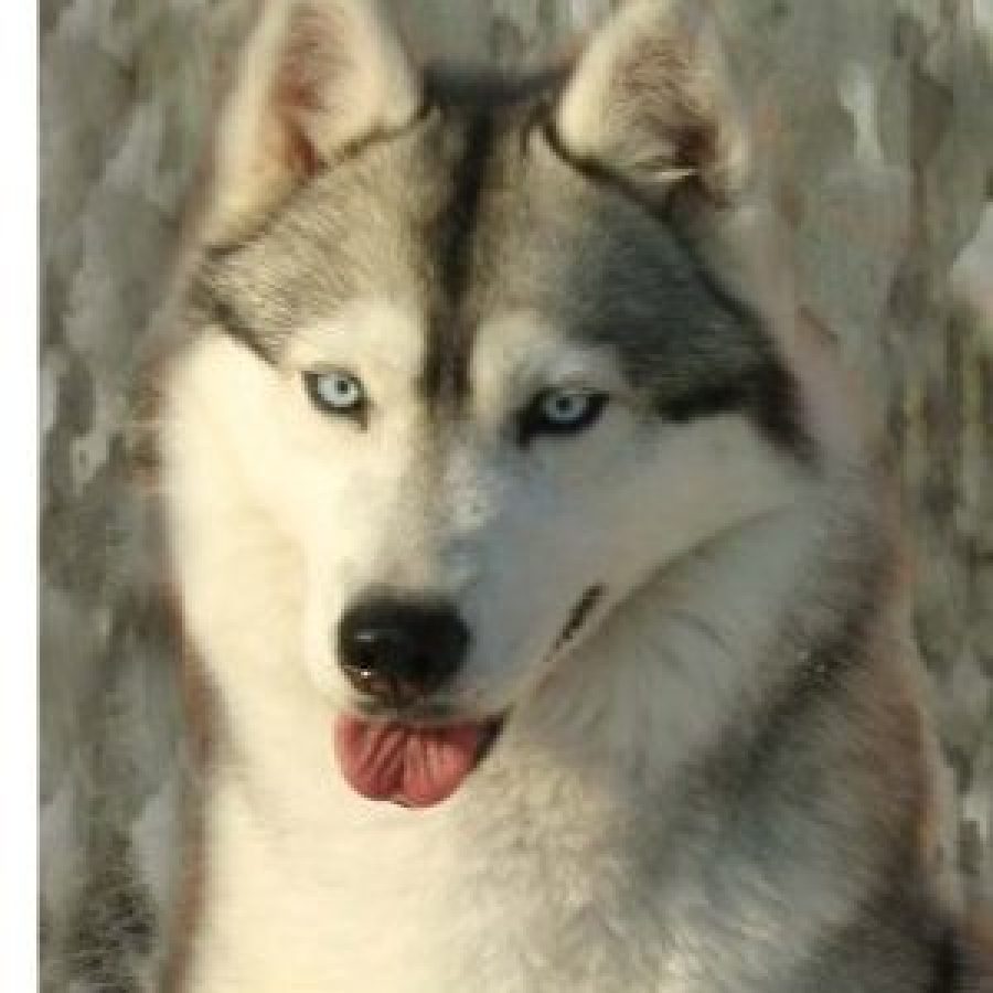 elevage-husky-chien-nordique-chiots-attelage-lunel-femelle-DOUMA-01
