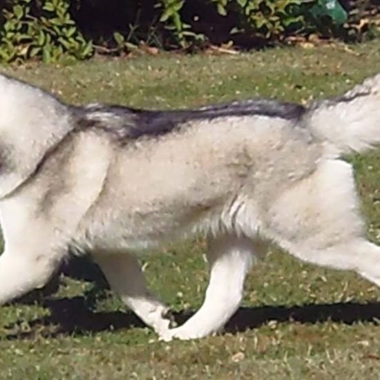 elevage-husky-chien-nordique-chiots-attelage-lunel-femelle-DOUMA-02