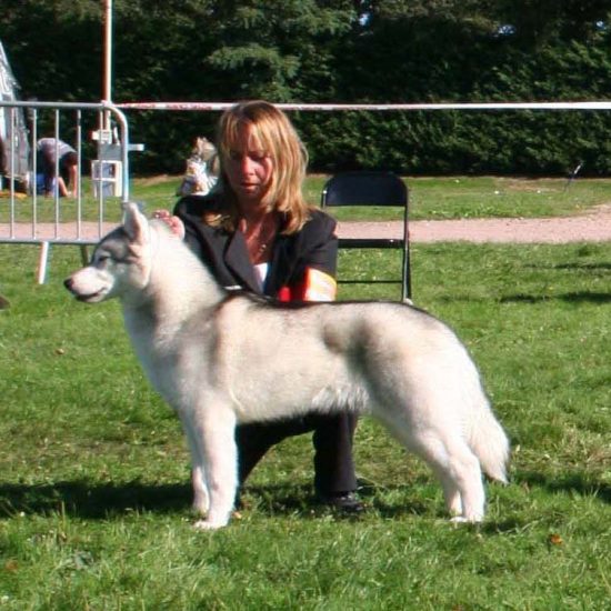 elevage-husky-chien-nordique-chiots-attelage-lunel-femelle-DOUMA-03