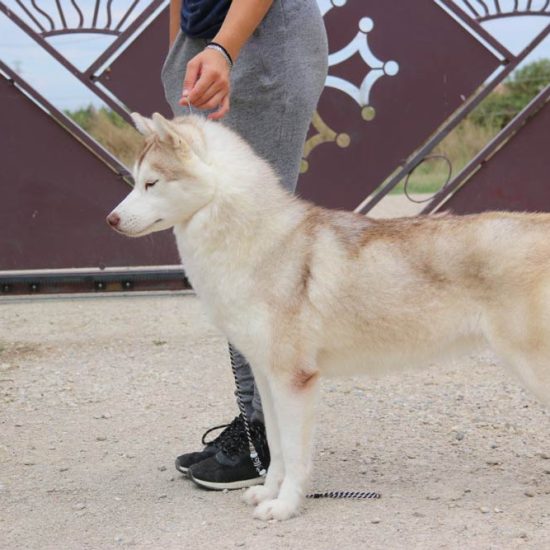 elevage-husky-chien-nordique-chiots-attelage-lunel-femelle-FYDGIE-010