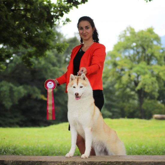 elevage-husky-chien-nordique-chiots-attelage-lunel-femelle-FYDGIE-012