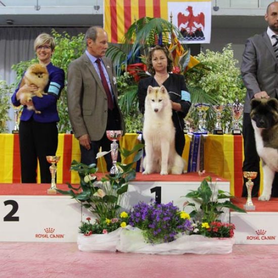 elevage-husky-chien-nordique-chiots-attelage-lunel-femelle-FYDGIE-03