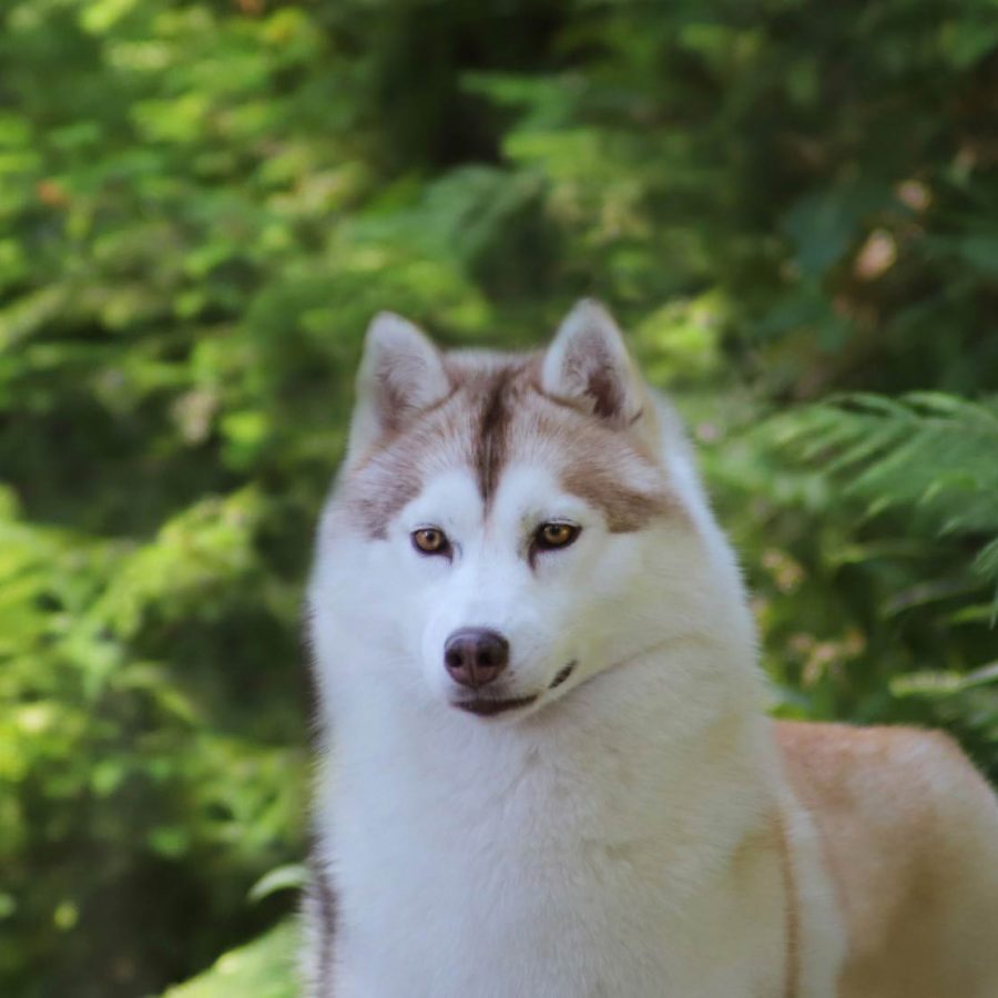 elevage-husky-chien-nordique-chiots-attelage-lunel-femelle-FYDGIE-04