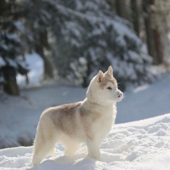 elevage-husky-chien-nordique-chiots-attelage-lunel-femelle-FYDGIE-06