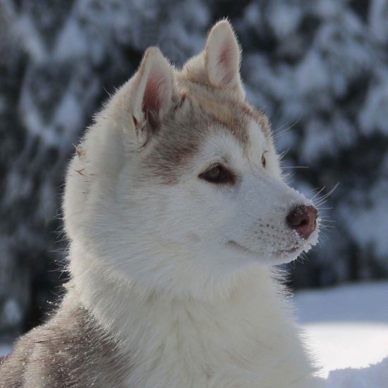 elevage-husky-chien-nordique-chiots-attelage-lunel-femelle-FYDGIE-08