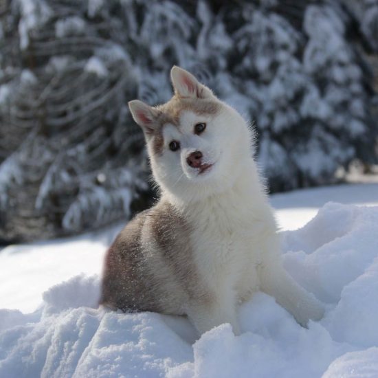 elevage-husky-chien-nordique-chiots-attelage-lunel-femelle-FYDGIE-09