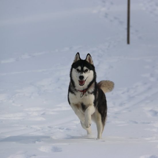 elevage-husky-chien-nordique-chiots-attelage-lunel-femelle-LARA-01