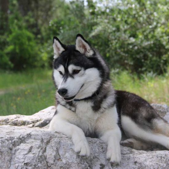 elevage-husky-chien-nordique-chiots-attelage-lunel-femelle-LARA-010