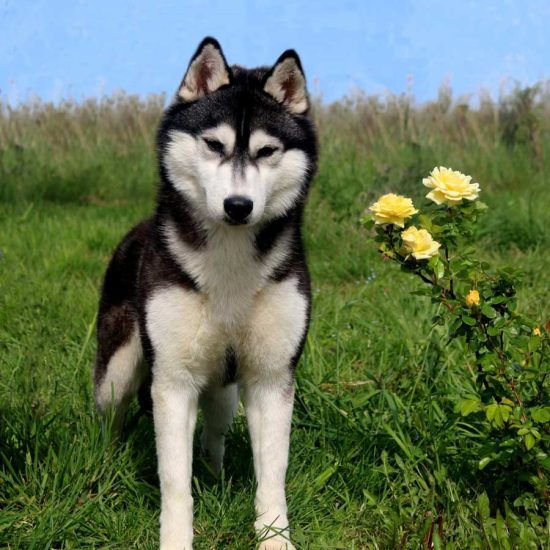 elevage-husky-chien-nordique-chiots-attelage-lunel-femelle-LARA-011