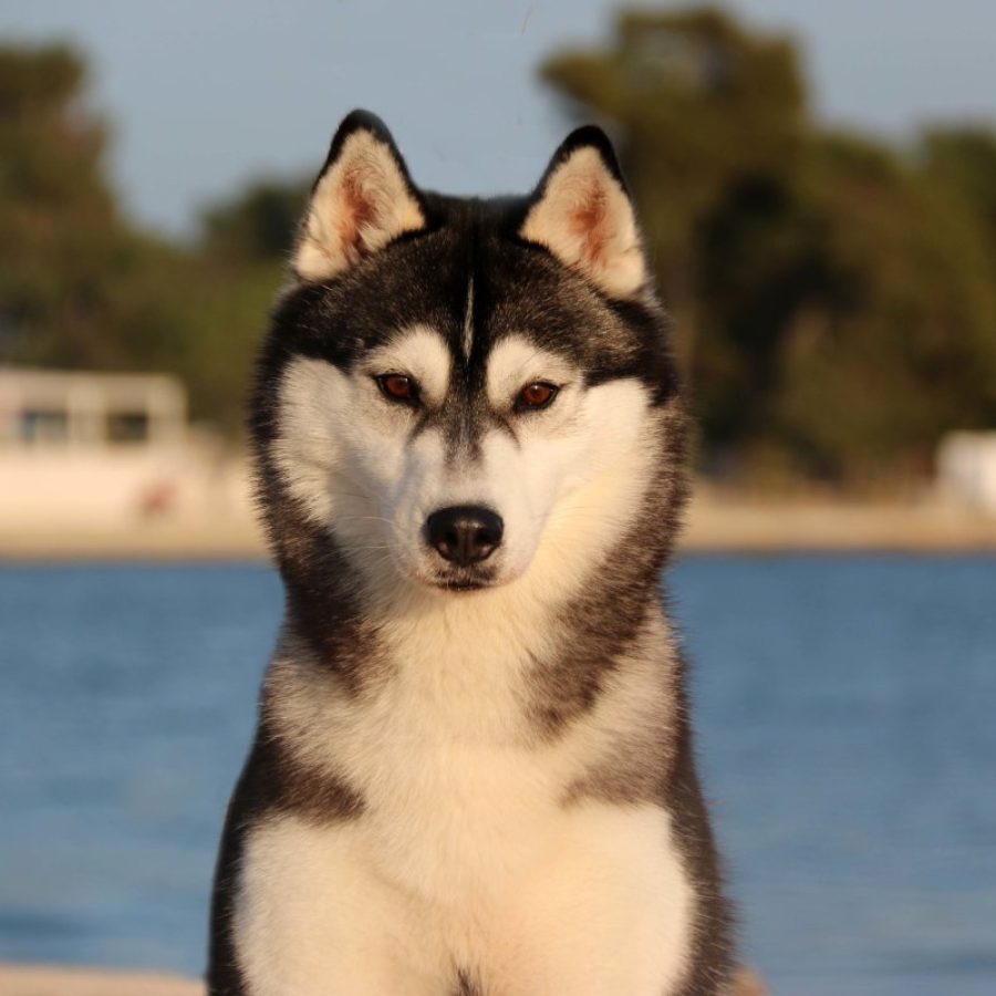 elevage-husky-chien-nordique-chiots-attelage-lunel-femelle-LARA-012