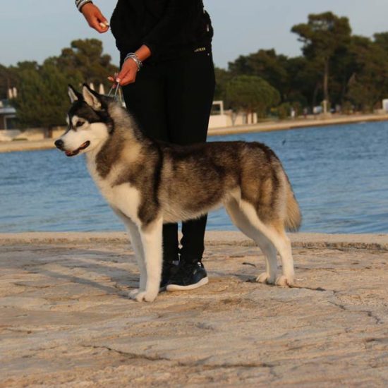 elevage-husky-chien-nordique-chiots-attelage-lunel-femelle-LARA-08