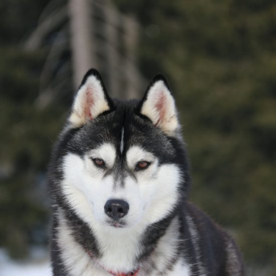 elevage-husky-chien-nordique-chiots-attelage-lunel-femelle-LARA-09