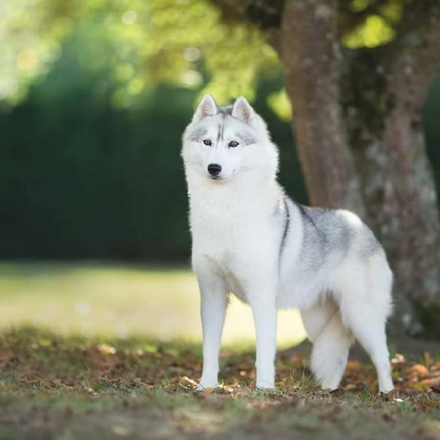 elevage-husky-chien-nordique-chiots-attelage-lunel-femelle-Laika-02