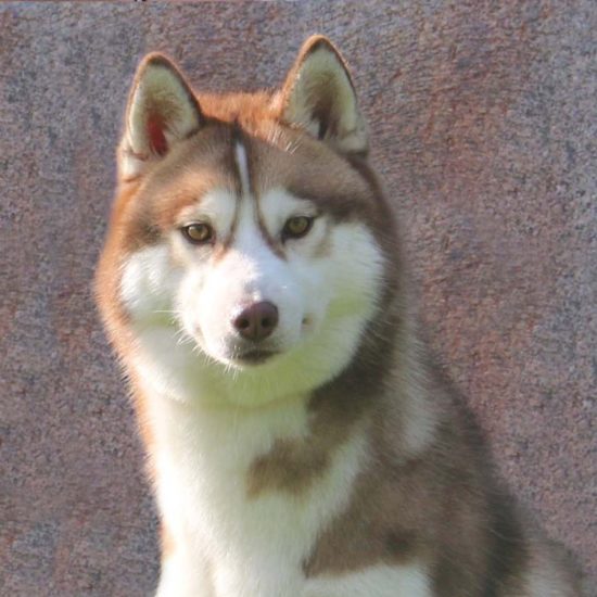 elevage-husky-chien-nordique-chiots-attelage-lunel-femelle-MELODY-02