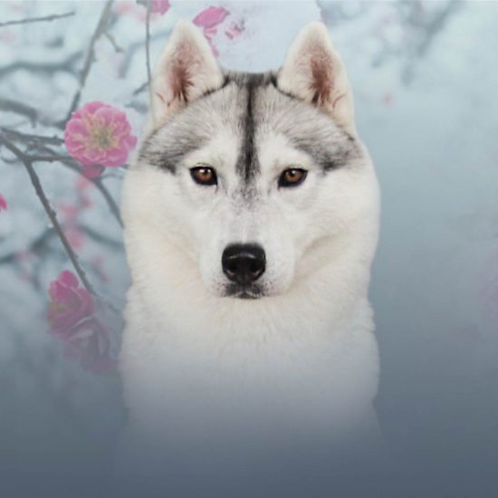 elevage-husky-chien-nordique-chiots-attelage-lunel-femelle-ONLY-02