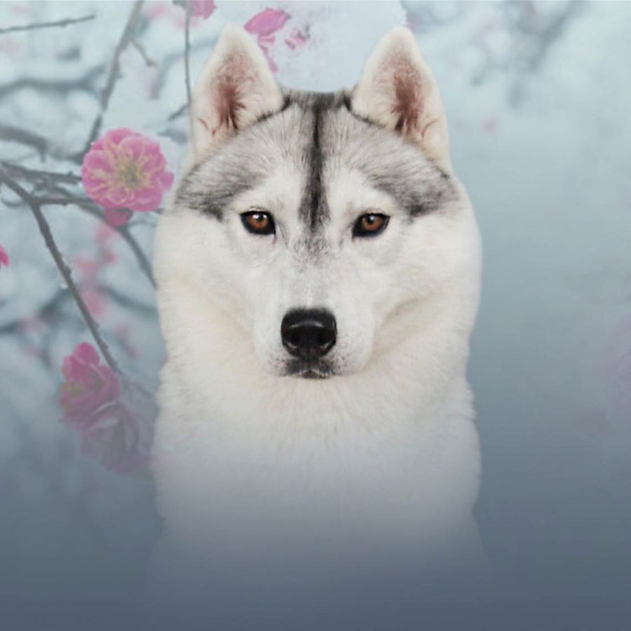 elevage-husky-chien-nordique-chiots-attelage-lunel-femelle-ONLY-02