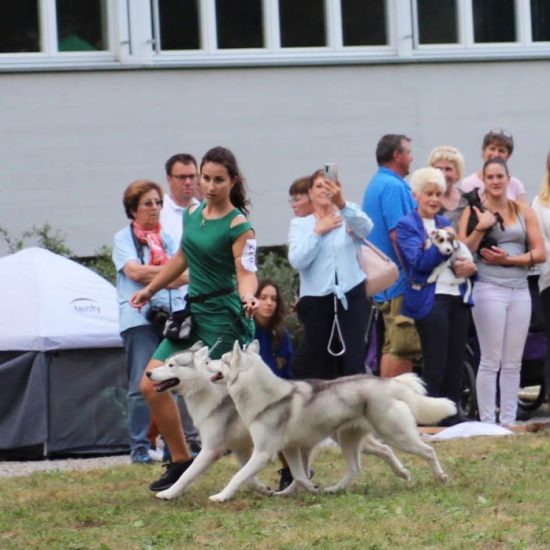elevage-husky-chien-nordique-chiots-attelage-lunel-femelle-ONLY-03