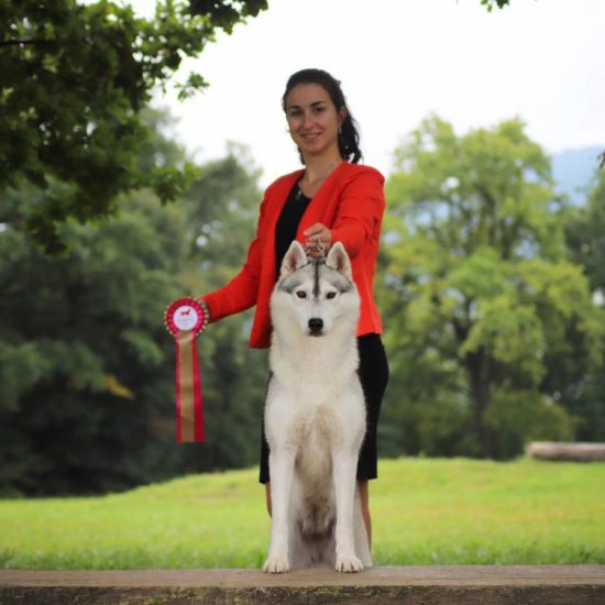 elevage-husky-chien-nordique-chiots-attelage-lunel-femelle-ONLY-04
