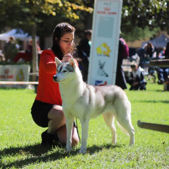 elevage-husky-chien-nordique-chiots-attelage-lunel-femelle-ONLY-07