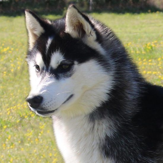 elevage-husky-chien-nordique-chiots-attelage-lunel-femelle-PRETTY-01