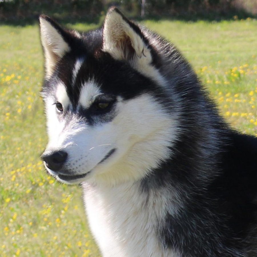 elevage-husky-chien-nordique-chiots-attelage-lunel-femelle-PRETTY-01