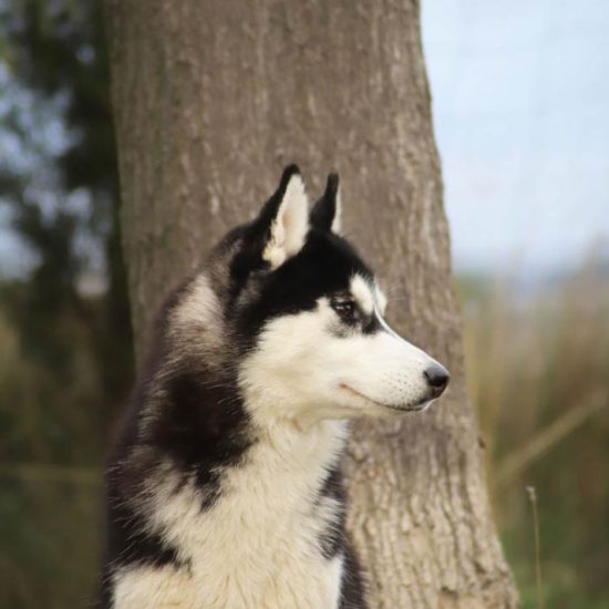elevage-husky-chien-nordique-chiots-attelage-lunel-femelle-TESS-02