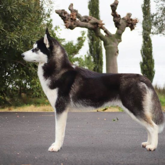 elevage-husky-chien-nordique-chiots-attelage-lunel-femelle-TESS-03