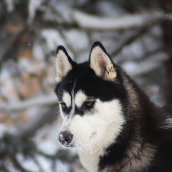 elevage-husky-chien-nordique-chiots-attelage-lunel-femelle-TESS-04