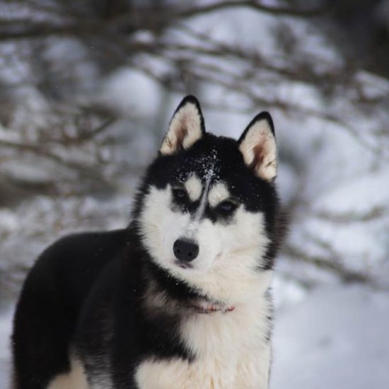 elevage-husky-chien-nordique-chiots-attelage-lunel-femelle-TESS-05