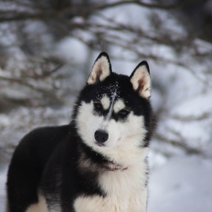 elevage-husky-chien-nordique-chiots-attelage-lunel-femelle-TESS-05
