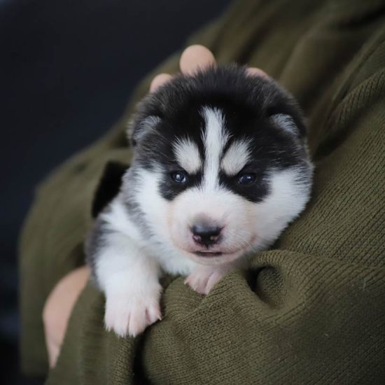 elevage-husky-chien-nordique-chiots-attelage-lunel-femelle-TESS-07