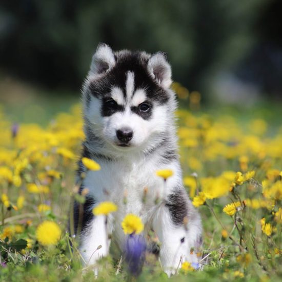 elevage-husky-chien-nordique-chiots-attelage-lunel-femelle-TESS-08