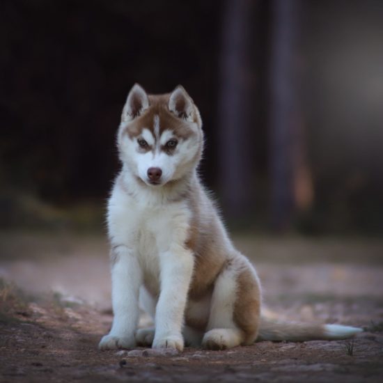 elevage-husky-chien-nordique-chiots-attelage-lunel-femelle-TORII-02