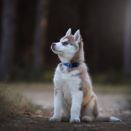 elevage-husky-chien-nordique-chiots-attelage-lunel-femelle-TORII-03