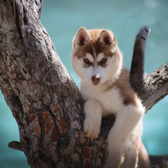 elevage-husky-chien-nordique-chiots-attelage-lunel-femelle-TORII-04