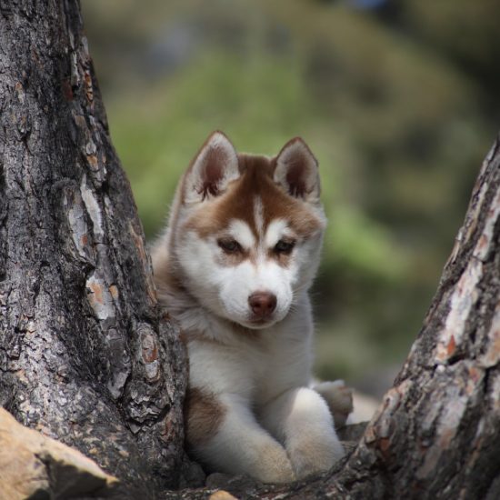 elevage-husky-chien-nordique-chiots-attelage-lunel-femelle-TORII-05