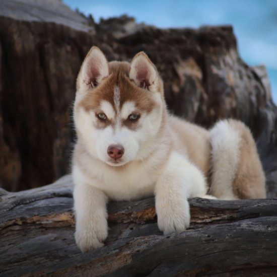 elevage-husky-chien-nordique-chiots-attelage-lunel-femelle-TORII-06