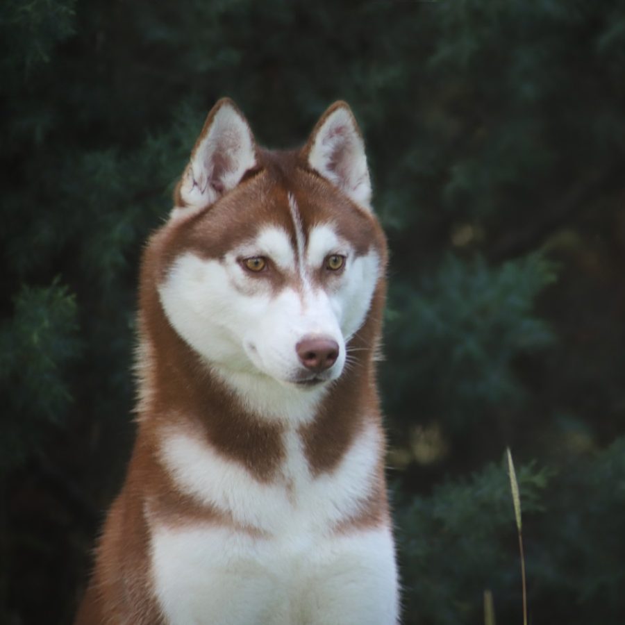 elevage-husky-chien-nordique-chiots-attelage-lunel-femelle-TORII-07