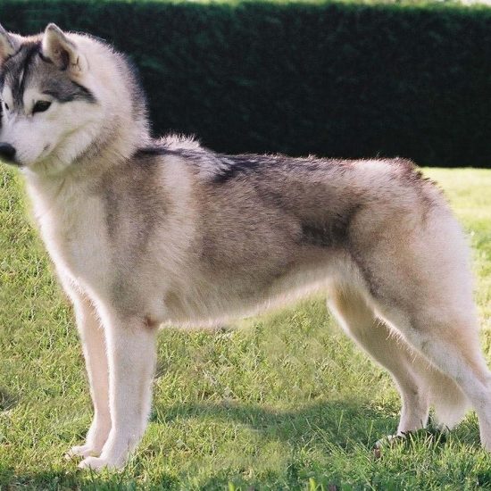 elevage-husky-chien-nordique-chiots-attelage-lunel-femelle-TYPEE-01