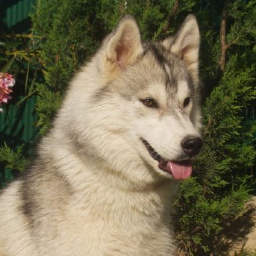 elevage-husky-chien-nordique-chiots-attelage-lunel-femelle-TYPEE-02