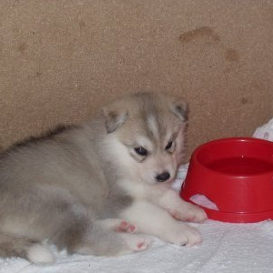 elevage-husky-chien-nordique-chiots-attelage-lunel-femelle-TYPEE-03