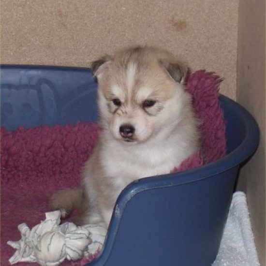 elevage-husky-chien-nordique-chiots-attelage-lunel-femelle-TYPEE-04