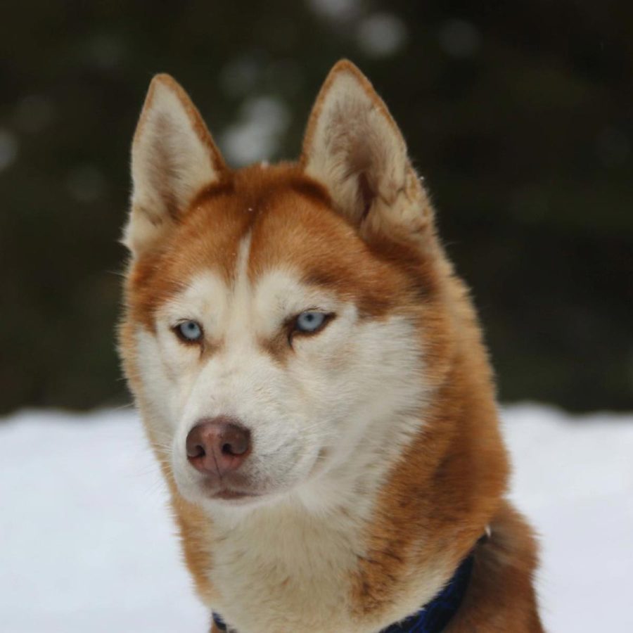 elevage-husky-chien-nordique-chiots-attelage-lunel-femelle-kiara-01